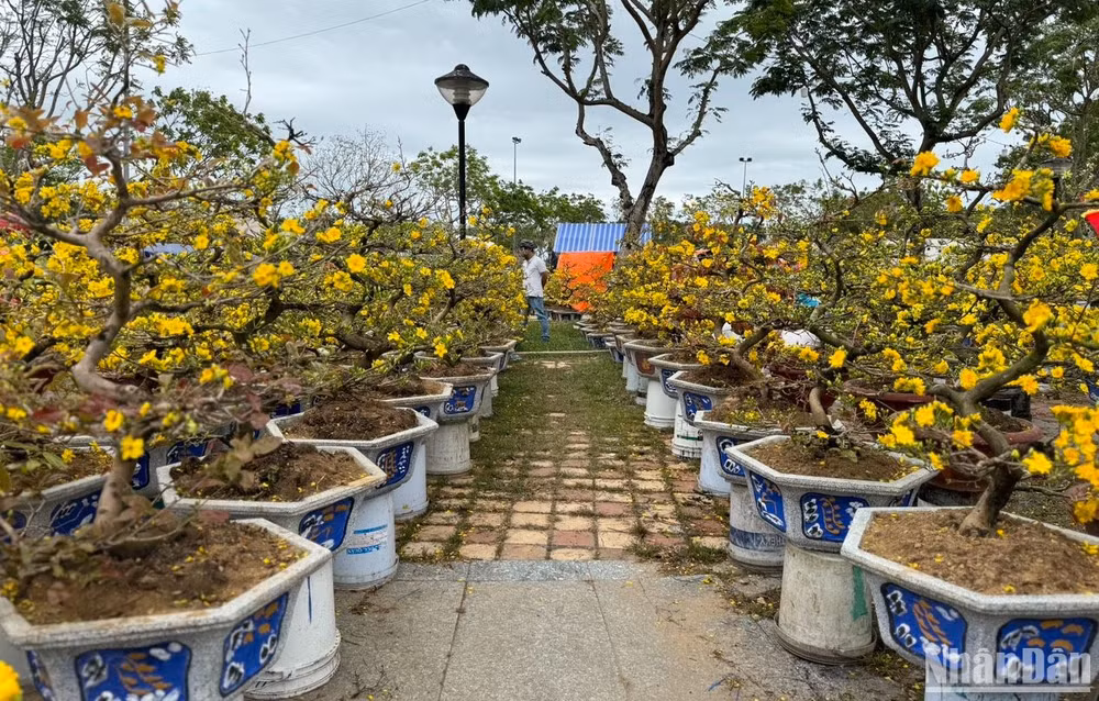 Các tiểu thương cho hay, chưa năm nào mai bán ế như năm nay, dù đến thời điểm này, giá đã hạ từ 50-70% vẫn rất ít khách hỏi mua. (Ảnh: ANH ĐÀO)