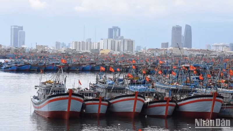 Tàu thuyền của ngư dân miền Trung neo đậu tại Âu thuyền Thọ Quang, quận Sơn Trà, thành phố Đà Nẵng. (Ảnh: ANH ĐÀO)