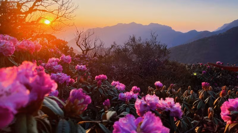 Màu hoa Đỗ quyên trên đỉnh Putaleng. (Ảnh: Sở Văn hóa, Thể thao và Du lịch Lai Châu)