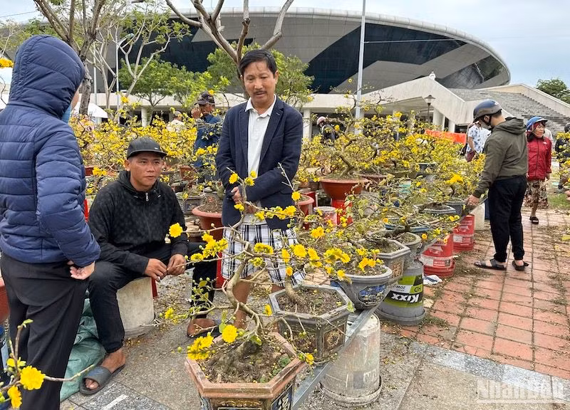 Những chậu mai rất đẹp này giảm giá còn 500 ngàn đồng/chậu nhưng vẫn không có người mua. (Ảnh: ANH ĐÀO)