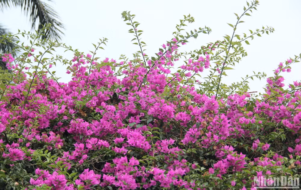 Hoa giấy tháng Tư tại thành phố biển.