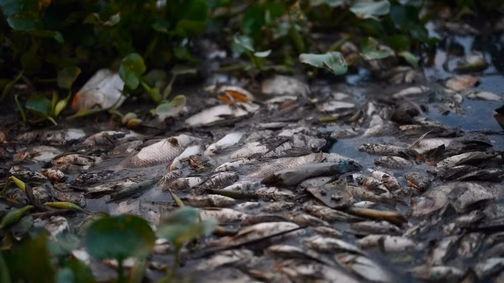 Cá chết hàng loạt do nhiệt độ nước thay đổi đột ngột. (Ảnh: MINH TÂM)