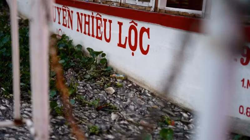 Cá chết dày đặc cạnh nhiều chiếc thuyền du lịch. (Ảnh: MINH TÂM)