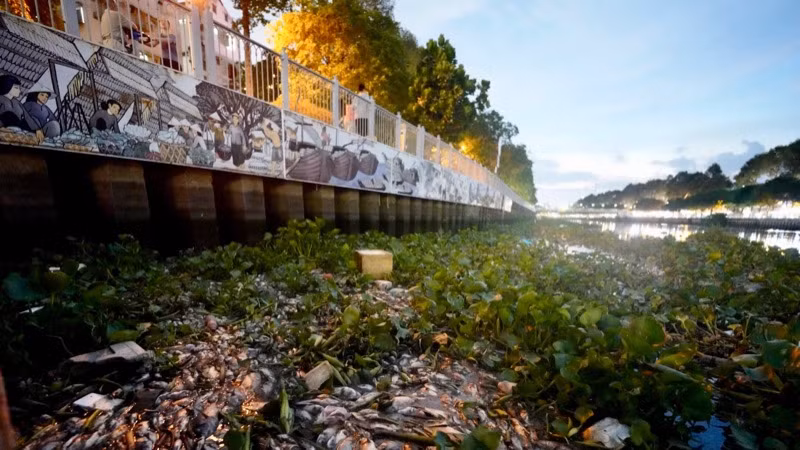 Xác cá dồn ứ tại nhiều điểm dọc tuyến kênh Nhiêu Lộc-Thị Nghè. (Ảnh: MINH TÂM)