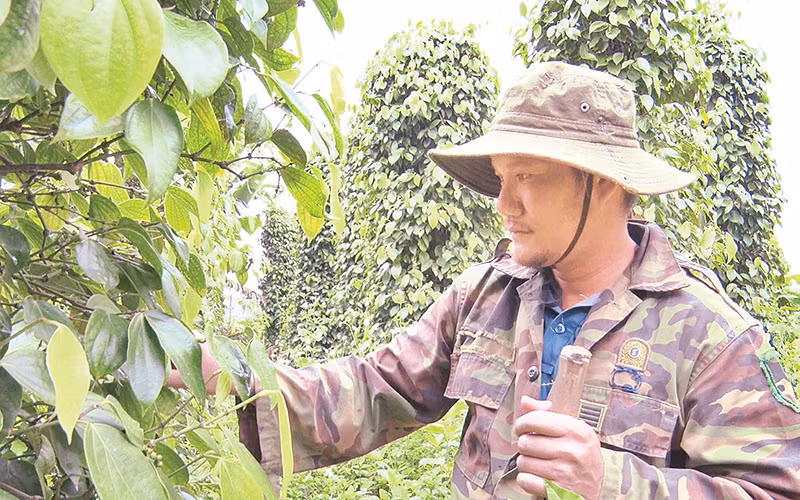 Anh Lương Văn Thủy chăm sóc vườn hồ tiêu của gia đình. 