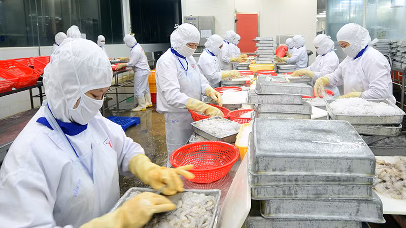 Chế biến thủy sản xuất khẩu ở Công ty cổ phần Thủy sản Cafatex Hậu Giang. (Ảnh QUỐC TUẤN)
