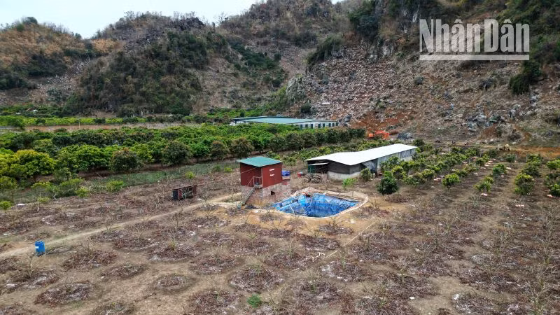 Khu trồng na của gia đình bà Nguyễn Phương Liên tại Tiểu khu 18, thị trấn Hát Lót, huyện Mai Sơn.