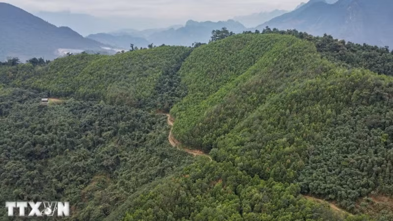 Việt Nam đã chuyển nhượng 10,3 triệu tấn CO2 ở vùng Bắc Trung Bộ giai đoạn 2018-2024 cho Ngân hàng Thế giới. (Ảnh: Nam Thái/TTXVN)