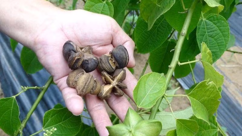 Quả sacha inchi.