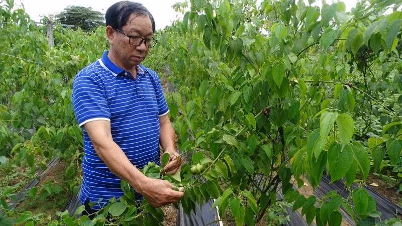 Tiến sĩ Phạm Hữu Nhượng bên vườn sacha inchi, trồng thử nghiệm tại Trung tâm Công nghệ sinh học Thành phố Hồ Chí Minh, quận 12.