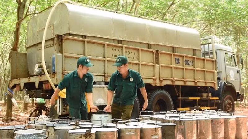 Công nhân khai thác mủ tại Công ty Cao-su Bà Rịa.