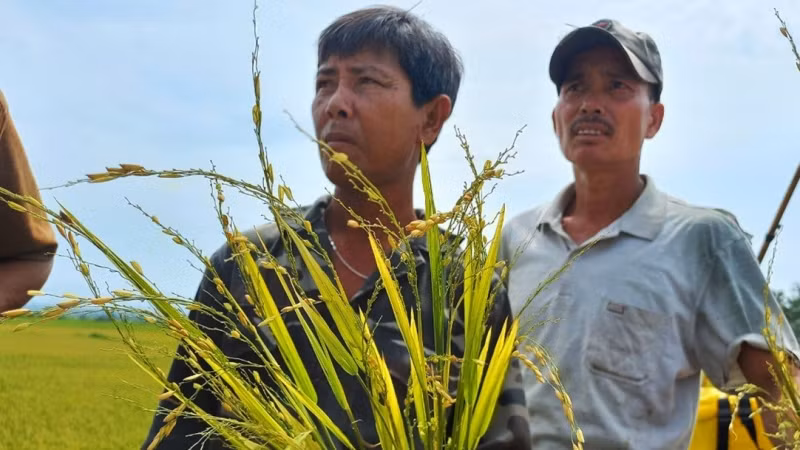 Những bông lúa trĩu hạt chỉ còn lác đác vài hạt lép.