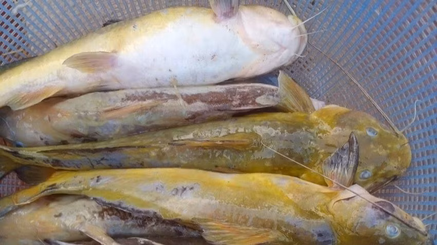 Cá lồng ở Huổi Só chết trắng trên lòng hồ ảnh 1