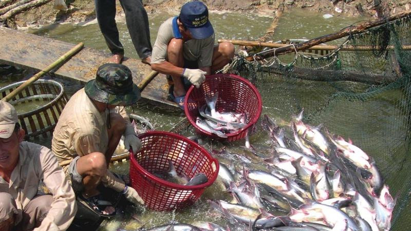 Thu hoạch cá tra ở hợp tác xã Thới An, quận Ô Môn.