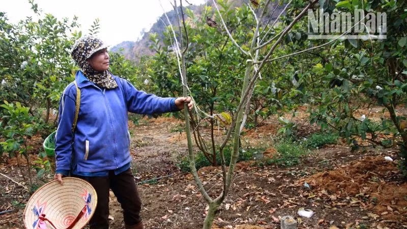 Một trong số những cây na trồng xen ổi đã chết tại vườn nhà ông Khổng Minh Hưng.