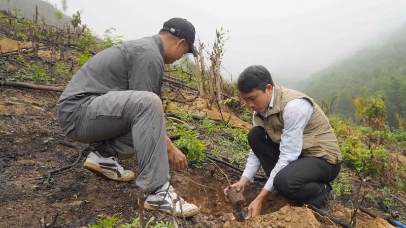 Tham gia trồng cây phủ xanh rừng.