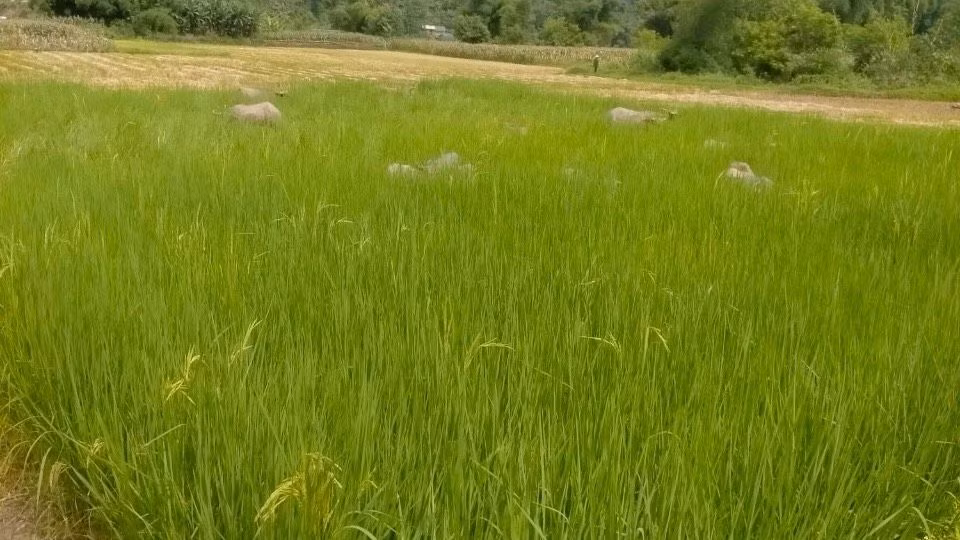 Diện tích gieo bằng giống lúa lạ chỉ cho lá mà không trỗ bông. (Ảnh: NGỌC TÚ)