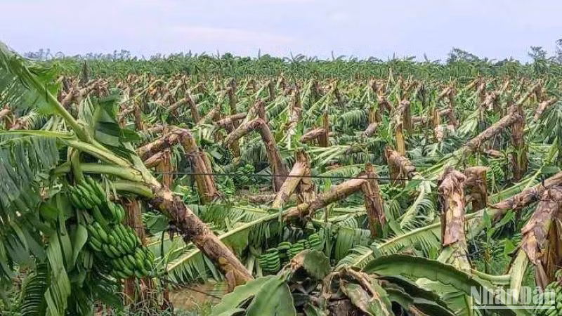 Có 141ha chuối, trong đó chủ yếu là chuối tiêu hồng được công nhận sản phẩm OCOP 3 sao bị ngã đổ, không còn khôi phục được.