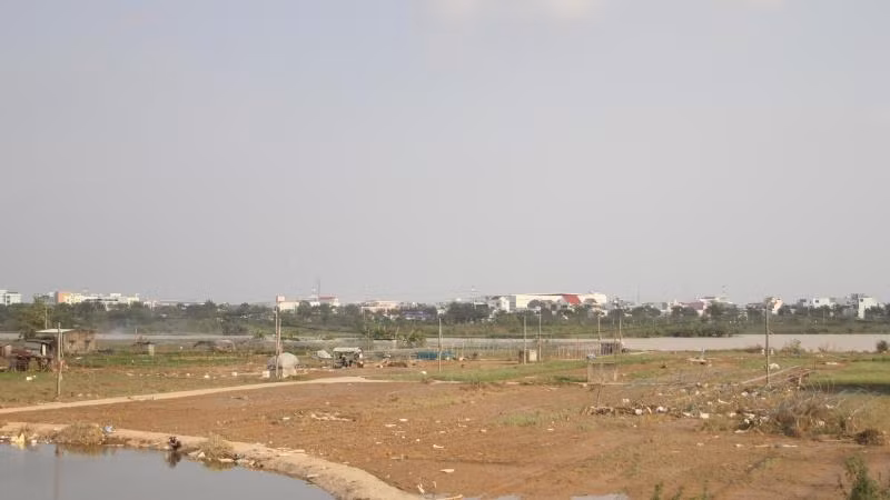 Vùng rau La Hường (Cẩm Lệ) sau khi nước rút.