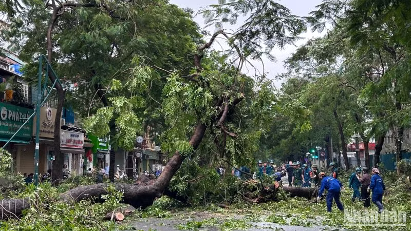 Lực lượng chức năng tham gia giải phóng cây đổ trên phố Lý Thường Kiệt. (Ảnh: Phùng Trang)