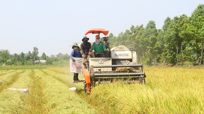 Nông dân Hậu Giang bắt đầu thu hoạch lúa đông-xuân.