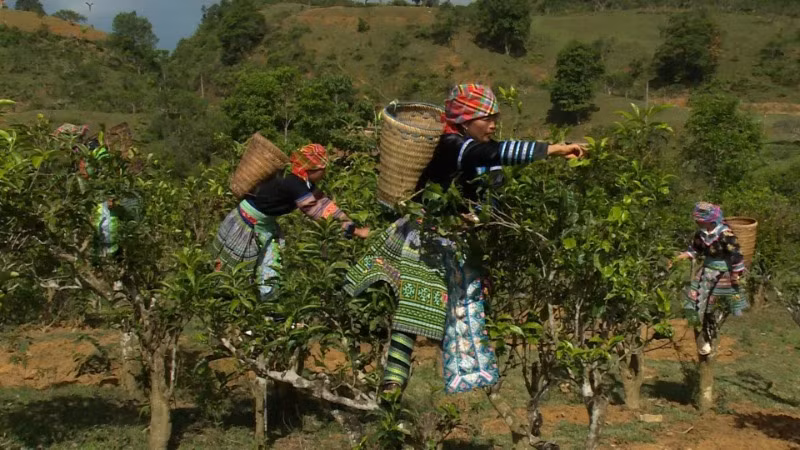 Người H’Mông thu hoạch nông sản bản địa.