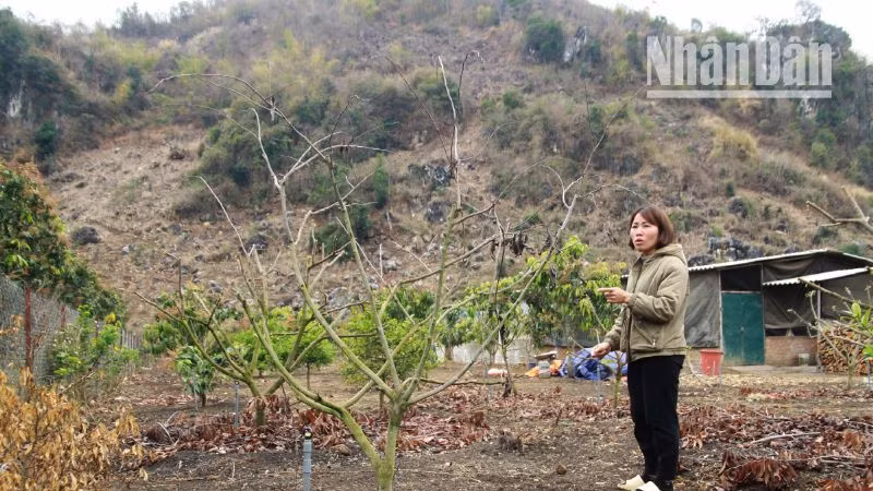 Một cây na 4 năm tuổi tại vườn nhà bà Nguyễn Phương Liên đã chết.