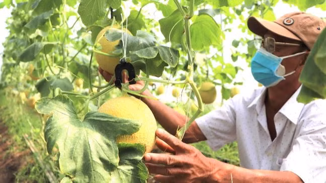 Trồng dưa lưới trong nhà màng để xuất khẩu ở huyện Xuân Lộc.