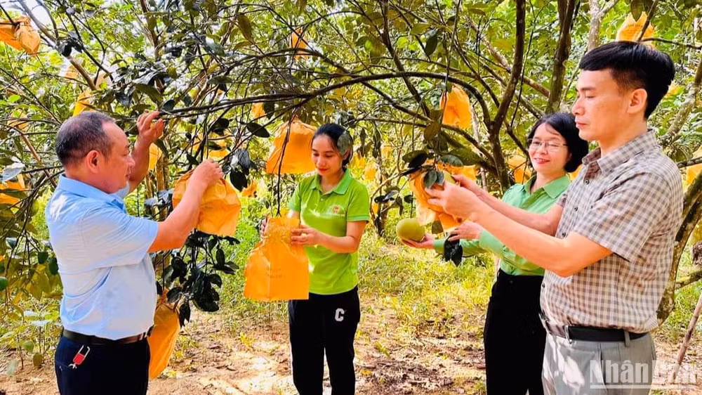 Sản xuất nông nghiệp năm 2023 của Hà Tĩnh được đánh giá là năm được mùa khá toàn diện. Sản xuất nông nghiệp năm 2023 của Hà Tĩnh được đánh giá là năm được mùa khá toàn diện.