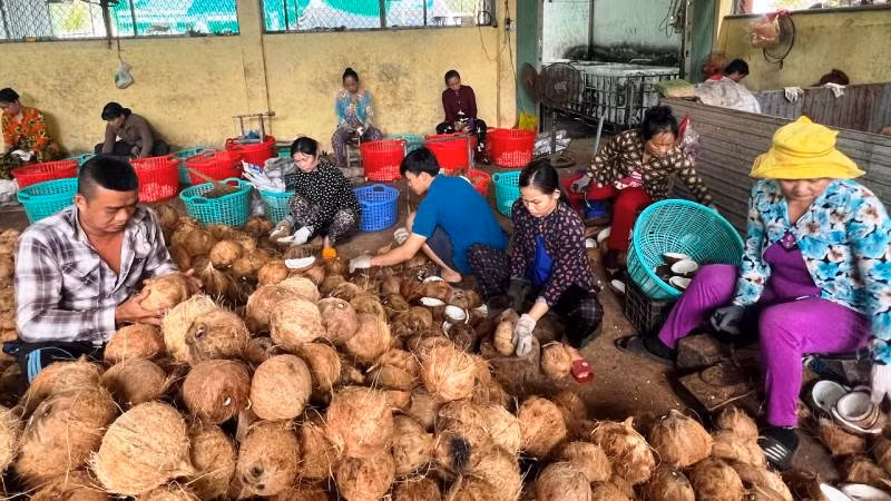 Chế biến dừa tại hợp tác xã nông nghiệp Thới Thạnh (huyện Thạnh Phú, tỉnh Bến Tre).