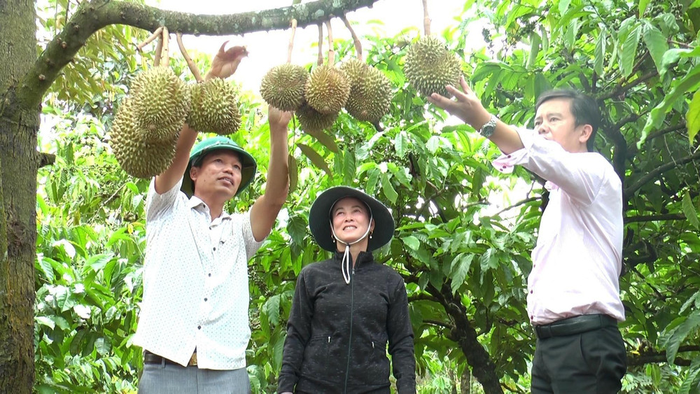 Đến thời điểm này số lượng sầu riêng đạt các tiêu chuẩn trong nước và quốc tế của Đắk Nông còn rất thấp, chỉ 155ha/1.858ha sầu riêng cho thu hoạch.