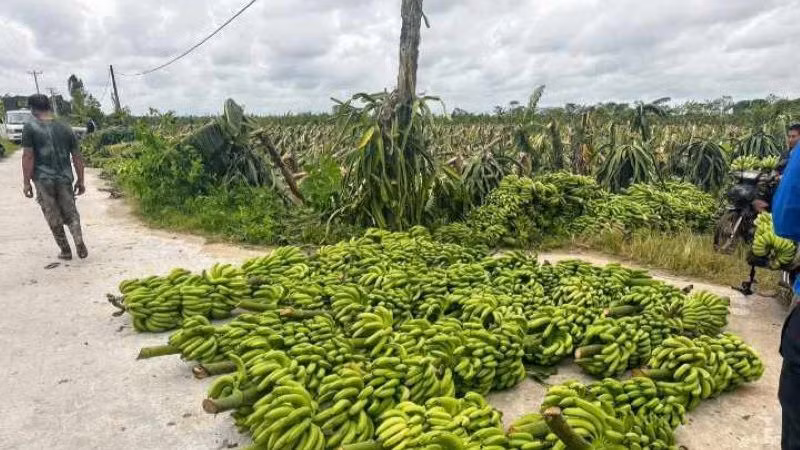 Người trồng chuối khá buồn bã bởi phải hạ giá bán xuống mức rất thấp nhằm thu hồi chút ít vốn cho gia đình.