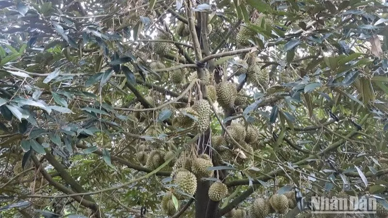 Đến nay, toàn tỉnh khoảng 28.625ha sầu riêng, đứng thứ 2 cả nước sau tỉnh Tiền Giang, trong đó diện tích kinh doanh là 9.815ha, với sản lượng khoảng 190.000 tấn, trong những năm tới sản lượng có thể tăng lên 300.000 tấn.