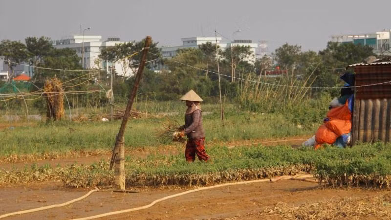Một hộ trồng rau tại La Hương kiểm tra tình hình sau mưa lũ.