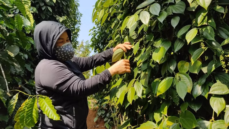 Doanh nghiệp phải đáp ứng được các tiêu chuẩn vệ sinh an toàn thực phẩm.