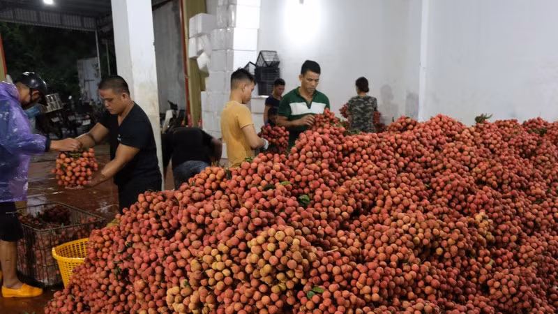 Quả vải đang được đẩy mạnh xuất khẩu vào thị trường Mỹ.