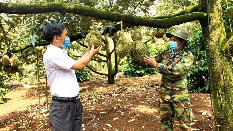 Nông dân huyện Krông Pắc háo hức chờ đón Lễ hội sầu riêng lần đầu tiên được tổ chức tại huyện.