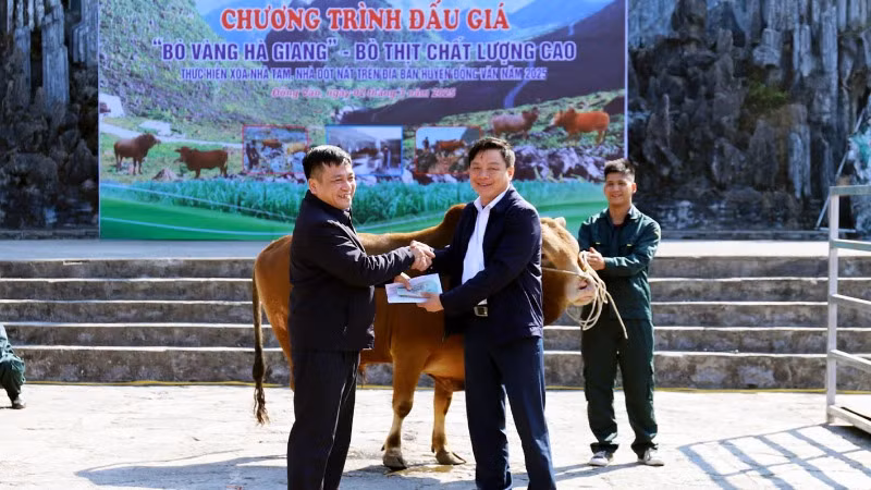 Đấu giá bò vàng để ủng hộ chương trình xóa nhà tạm.