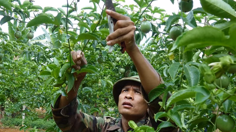 Người dân bản Phiêng Cài, xã Lóng Sập, huyện Mộc Châu (Sơn La) chăm sóc cây chanh leo. (Ảnh Quốc Tuấn)