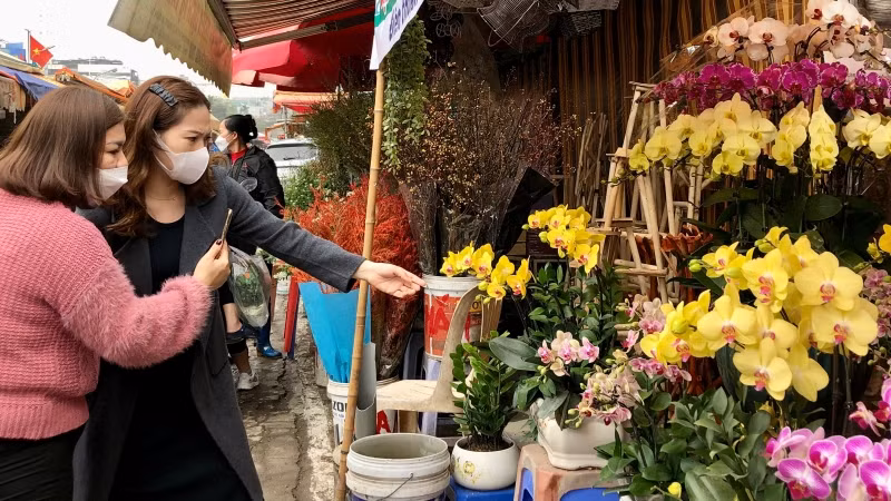 Người dân Hà Nội rục rịch mua sắm hoa, cây cảnh Tết.