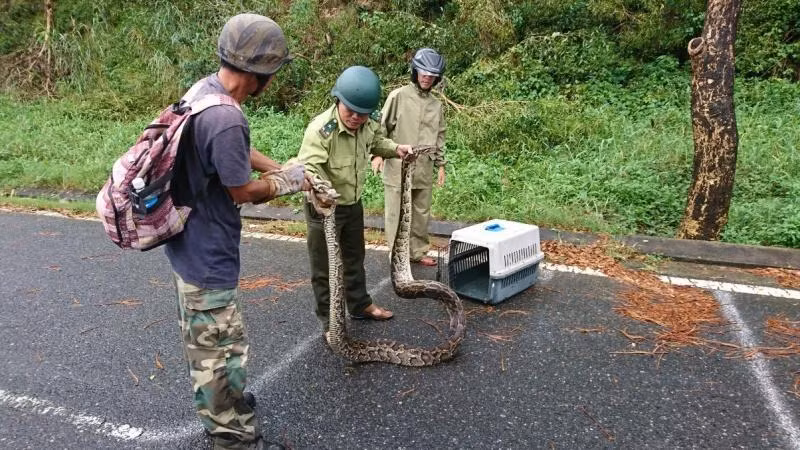 Lực lượng chức năng đưa cá thể trăn về chăm sóc và sẽ thả về rừng bán đảo Sơn Trà sau khi trăn khỏe mạnh trở lại. (Ảnh: Nhóm chung tay cứu hộ và bảo tồn động vật hoang dã Sơn Trà cung cấp)