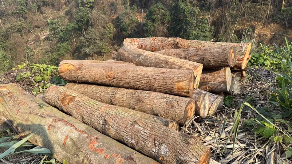 Một khối lượng gỗ tròn tập kết trên rừng. 