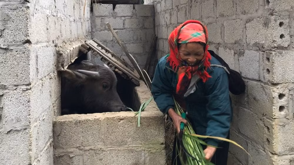 Các hộ dân Lạng Sơn chủ động tránh rét cho gia súc bằng chuồng trại được xây dựng kiên cố.