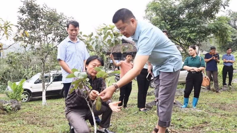 Lãnh đạo huyện Na Rì kiểm tra mô hình canh tác cây hồng không hạt theo chuỗi giá trị. (Ảnh: THANH LỘC)