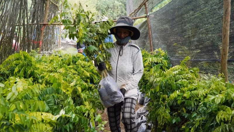 Các hộ dân nhận và vận chuyển cây giống được hỗ trợ.