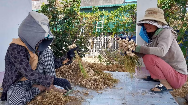 Nông dân thu hoạch năng suất kém, giá bán thấp, trong khi Sở Nông nghiệp và Phát triển nông thôn thì báo cáo chưa đúng với thực tế.