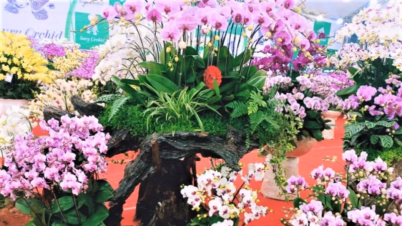 Rộn ràng không khí Tết từ những đường hoa tại Bắc Ninh.