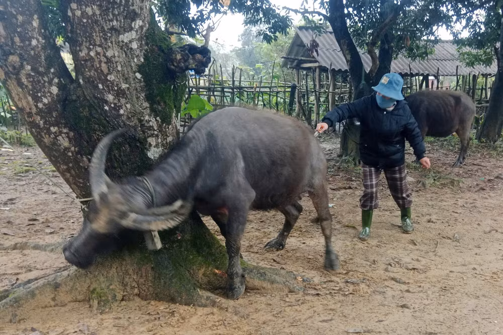 Tiêm phòng bệnh trên đàn trâu ở huyện miền núi Đakrông.