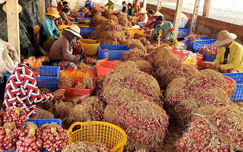 Thu hoạch hành tím tại thị xã Vĩnh Châu, tỉnh Sóc Trăng.