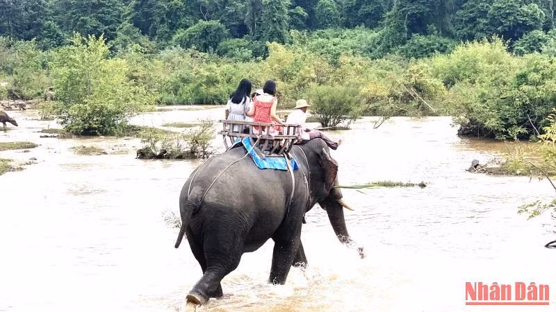 Dự án do tổ chức AAF tài trợ sẽ góp phần đẩy nhanh việc chuyển đổi mô hình du lịch cưỡi voi sang mô hình du lịch thân thiện với voi trên địa bàn tỉnh Đắk Lắk.